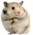 :hamster:
